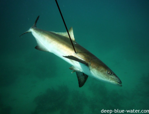 Key West Spearfishing Charters